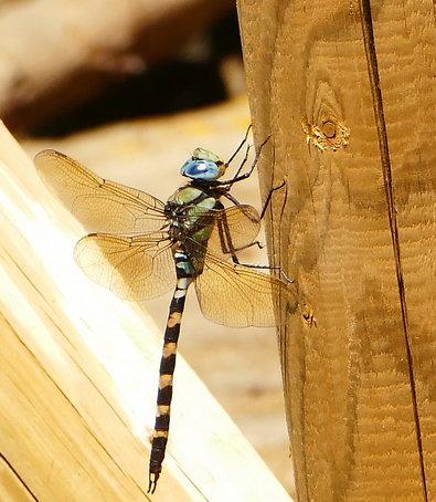 Dragonflies of Rhodes Island (Greece)  -NEW-